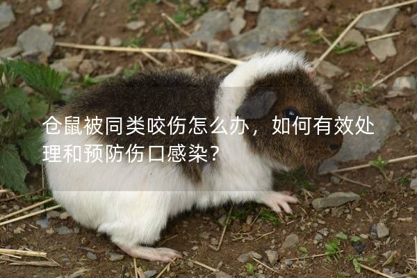 仓鼠被同类咬伤怎么办，如何有效处理和预防伤口感染？