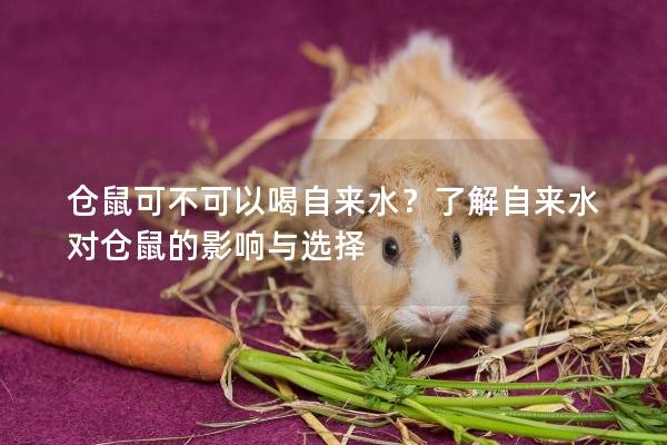 仓鼠可不可以喝自来水？了解自来水对仓鼠的影响与选择