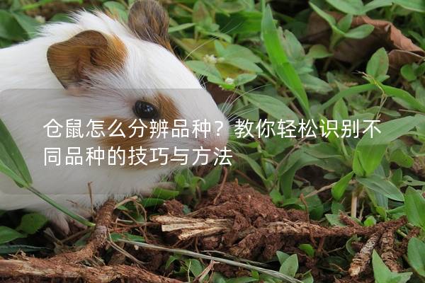 仓鼠怎么分辨品种？教你轻松识别不同品种的技巧与方法