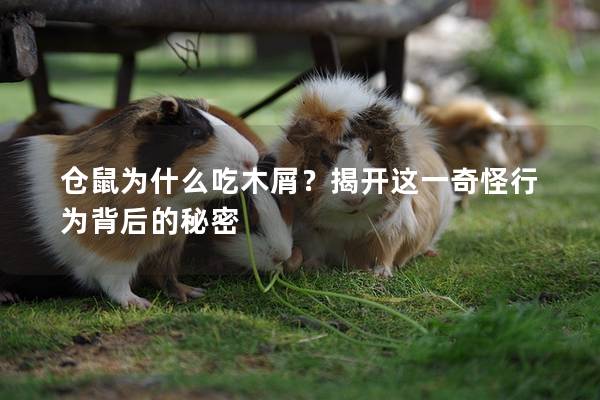 仓鼠为什么吃木屑？揭开这一奇怪行为背后的秘密