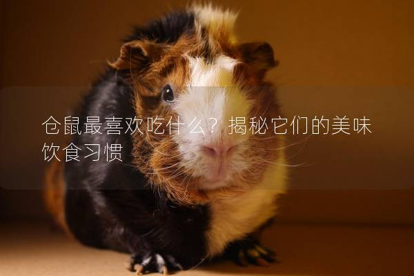 仓鼠最喜欢吃什么？揭秘它们的美味饮食习惯