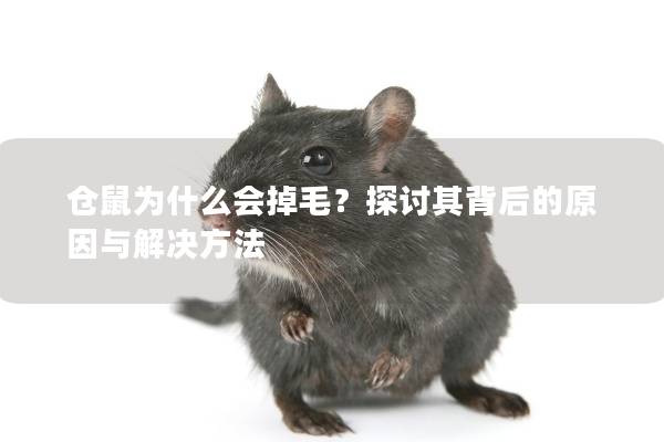 仓鼠为什么会掉毛？探讨其背后的原因与解决方法