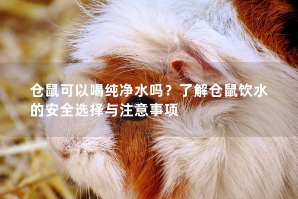 仓鼠可以喝纯净水吗？了解仓鼠饮水的安全选择与注意事项