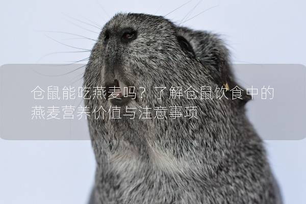 仓鼠能吃燕麦吗？了解仓鼠饮食中的燕麦营养价值与注意事项