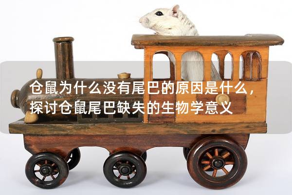 仓鼠为什么没有尾巴的原因是什么，探讨仓鼠尾巴缺失的生物学意义