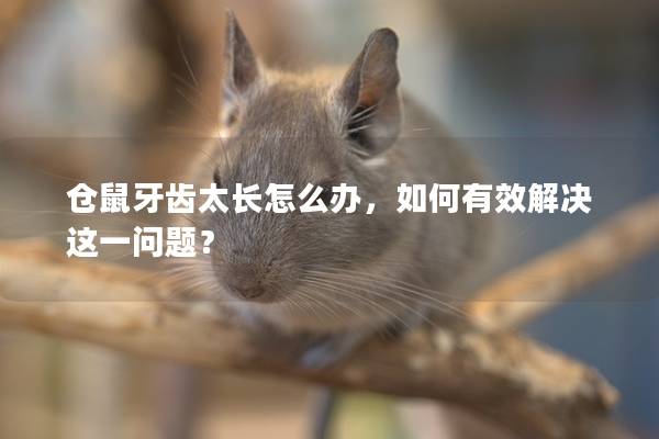 仓鼠牙齿太长怎么办，如何有效解决这一问题？