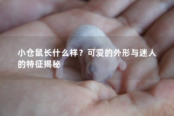 小仓鼠长什么样？可爱的外形与迷人的特征揭秘