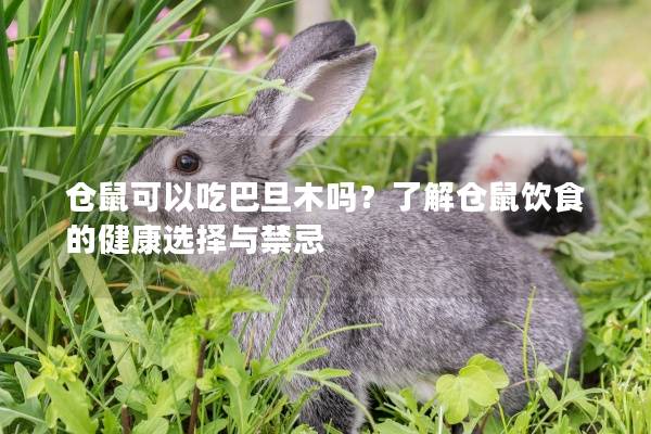 仓鼠可以吃巴旦木吗？了解仓鼠饮食的健康选择与禁忌