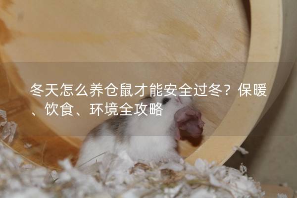 冬天怎么养仓鼠才能安全过冬？保暖、饮食、环境全攻略