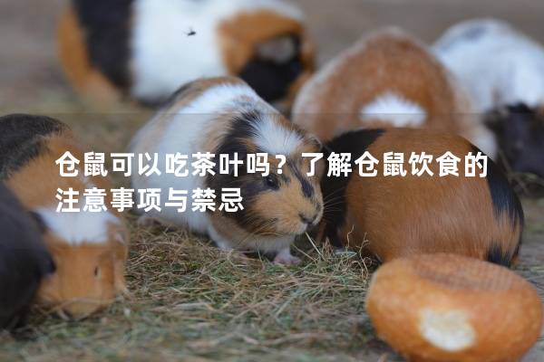 仓鼠可以吃茶叶吗？了解仓鼠饮食的注意事项与禁忌