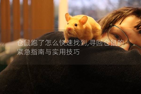 仓鼠跑了怎么快速找到,寻回仓鼠的紧急指南与实用技巧