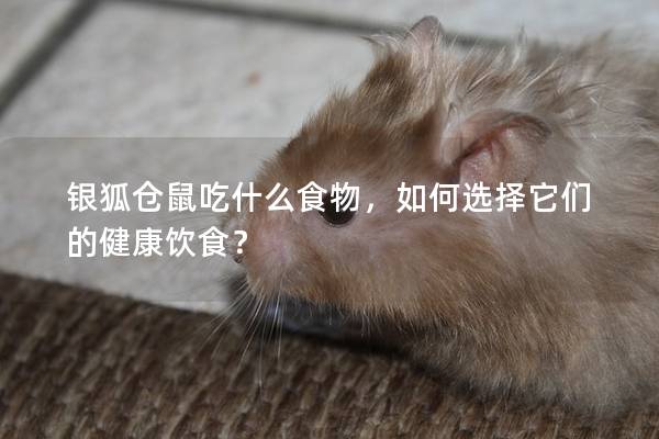 银狐仓鼠吃什么食物，如何选择它们的健康饮食？