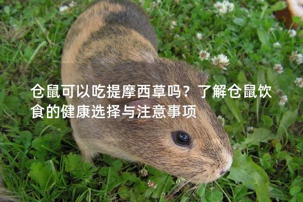 仓鼠可以吃提摩西草吗？了解仓鼠饮食的健康选择与注意事项