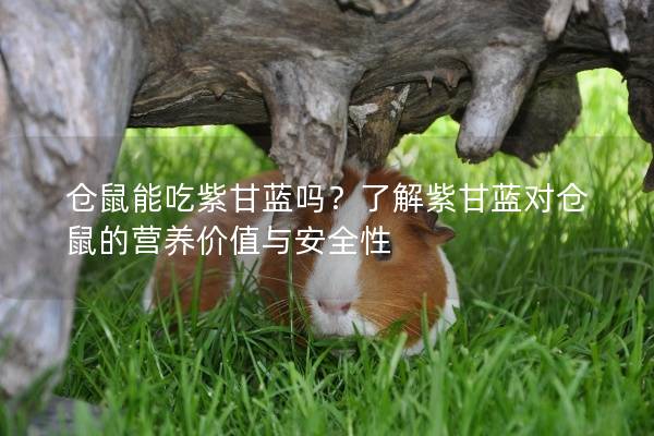 仓鼠能吃紫甘蓝吗？了解紫甘蓝对仓鼠的营养价值与安全性