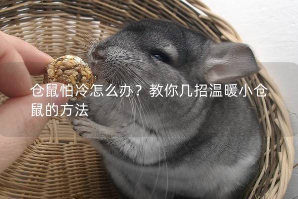 仓鼠怕冷怎么办？教你几招温暖小仓鼠的方法