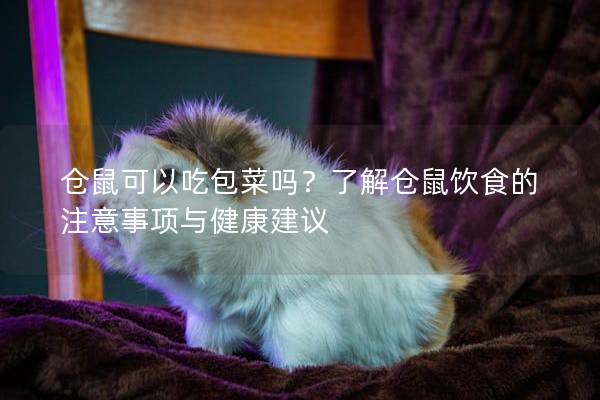 仓鼠可以吃包菜吗？了解仓鼠饮食的注意事项与健康建议