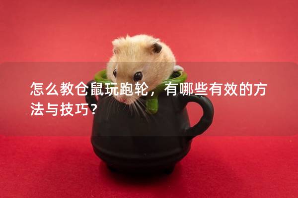 怎么教仓鼠玩跑轮，有哪些有效的方法与技巧？