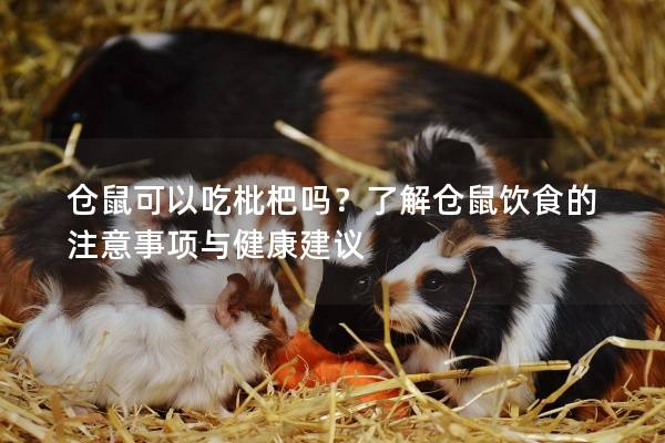 仓鼠可以吃枇杷吗？了解仓鼠饮食的注意事项与健康建议