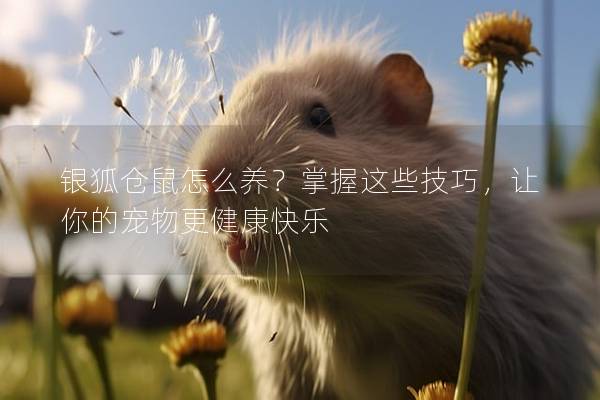 银狐仓鼠怎么养？掌握这些技巧，让你的宠物更健康快乐