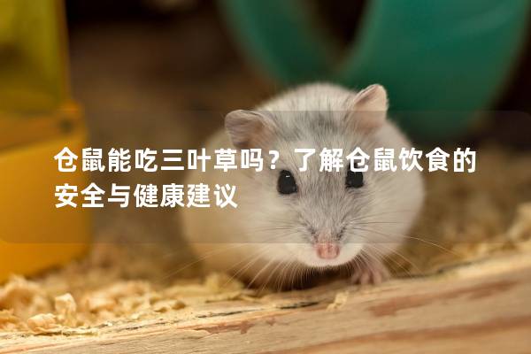 仓鼠能吃三叶草吗？了解仓鼠饮食的安全与健康建议