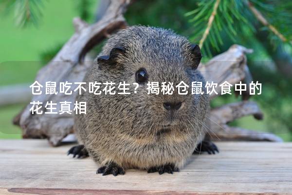 仓鼠吃不吃花生？揭秘仓鼠饮食中的花生真相