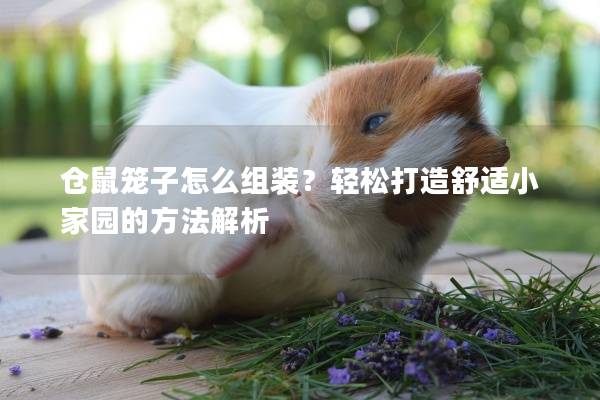 仓鼠笼子怎么组装？轻松打造舒适小家园的方法解析