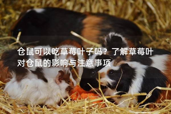 仓鼠可以吃草莓叶子吗？了解草莓叶对仓鼠的影响与注意事项