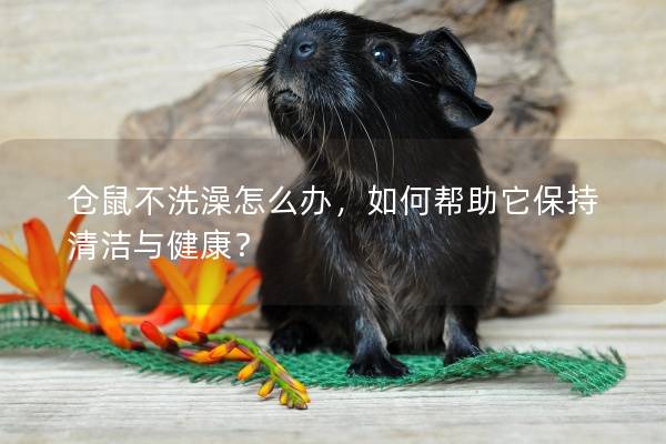仓鼠不洗澡怎么办，如何帮助它保持清洁与健康？