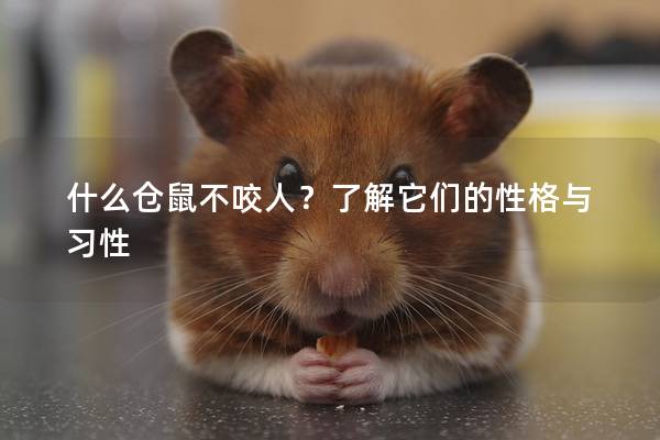 什么仓鼠不咬人？了解它们的性格与习性