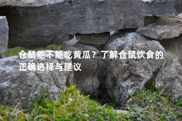 仓鼠能不能吃黄瓜？了解仓鼠饮食的正确选择与建议