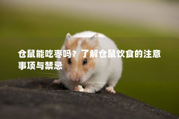 仓鼠能吃枣吗？了解仓鼠饮食的注意事项与禁忌