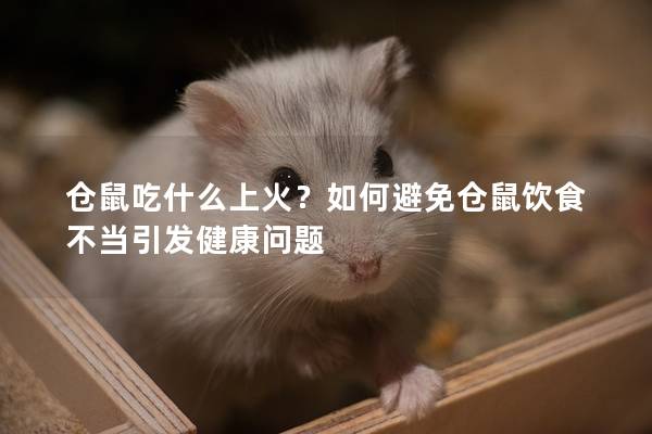 仓鼠吃什么上火？如何避免仓鼠饮食不当引发健康问题