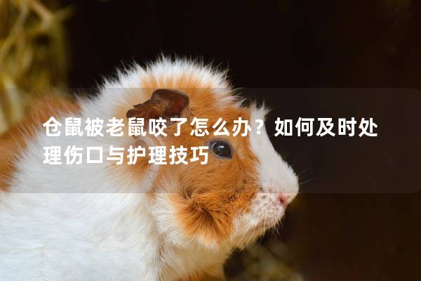 仓鼠被老鼠咬了怎么办？如何及时处理伤口与护理技巧