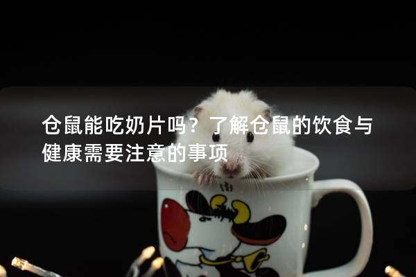 仓鼠能吃奶片吗？了解仓鼠的饮食与健康需要注意的事项