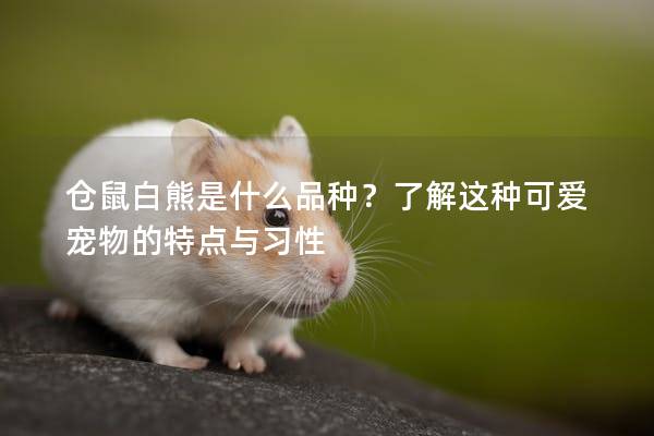 仓鼠白熊是什么品种？了解这种可爱宠物的特点与习性