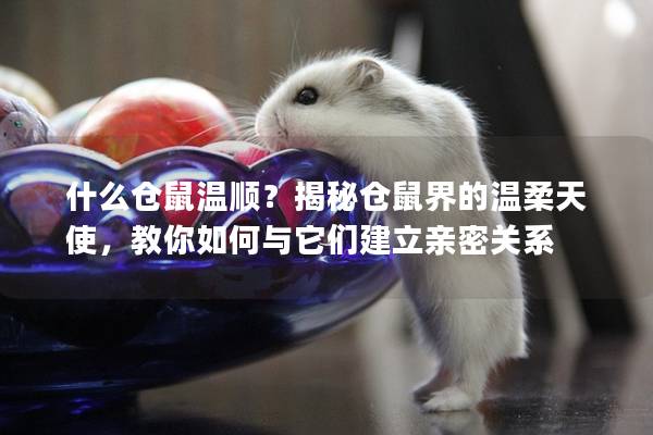 什么仓鼠温顺？揭秘仓鼠界的温柔天使，教你如何与它们建立亲密关系