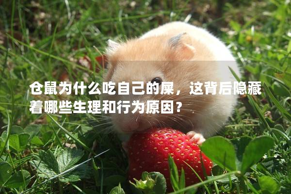 仓鼠为什么吃自己的屎，这背后隐藏着哪些生理和行为原因？