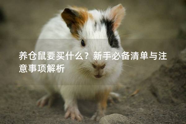 养仓鼠要买什么？新手必备清单与注意事项解析