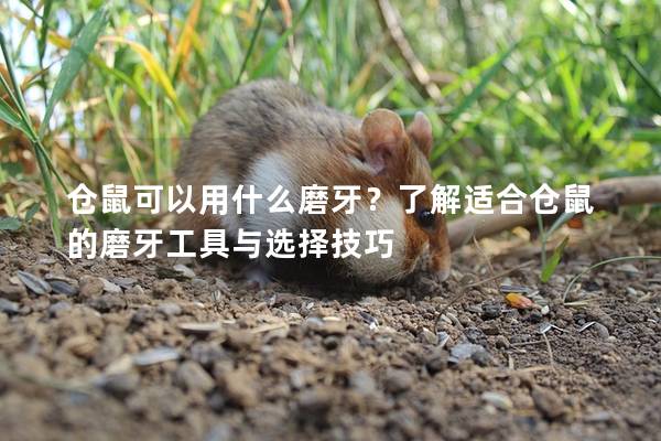 仓鼠可以用什么磨牙？了解适合仓鼠的磨牙工具与选择技巧