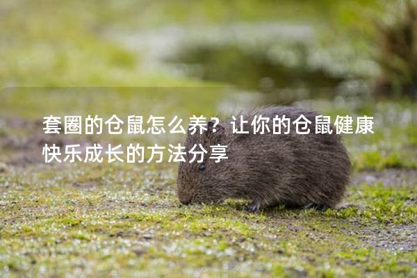 套圈的仓鼠怎么养？让你的仓鼠健康快乐成长的方法分享