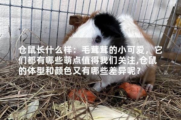 仓鼠长什么样：毛茸茸的小可爱，它们都有哪些萌点值得我们关注,仓鼠的体型和颜色又有哪些差异呢？