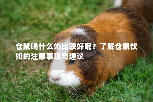 仓鼠喝什么奶比较好呢？了解仓鼠饮奶的注意事项与建议