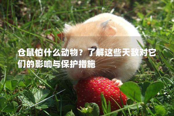 仓鼠怕什么动物？了解这些天敌对它们的影响与保护措施