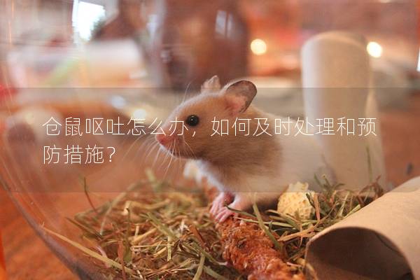 仓鼠呕吐怎么办，如何及时处理和预防措施？