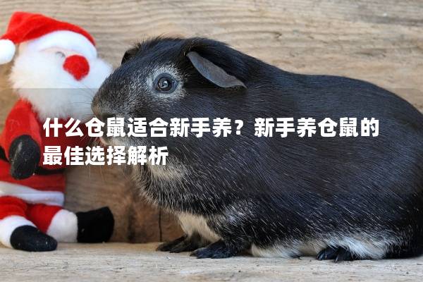 什么仓鼠适合新手养？新手养仓鼠的最佳选择解析