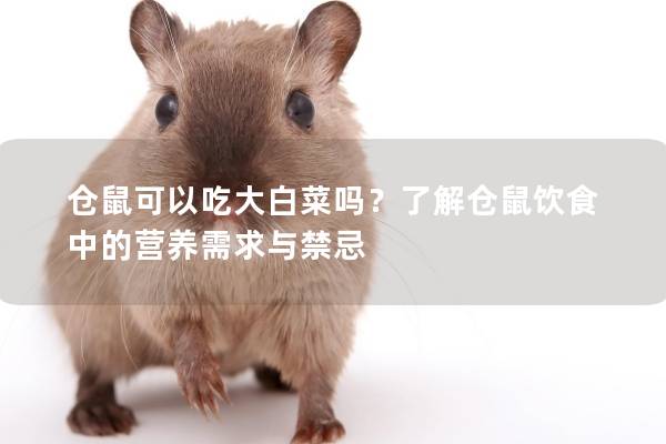 仓鼠可以吃大白菜吗？了解仓鼠饮食中的营养需求与禁忌