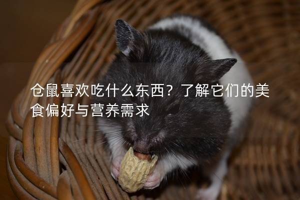 仓鼠喜欢吃什么东西？了解它们的美食偏好与营养需求