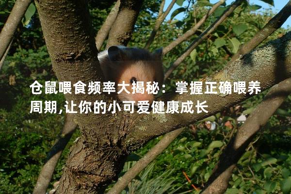 仓鼠喂食频率大揭秘：掌握正确喂养周期,让你的小可爱健康成长