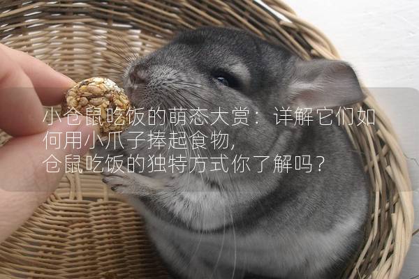 小仓鼠吃饭的萌态大赏：详解它们如何用小爪子捧起食物, 仓鼠吃饭的独特方式你了解吗？