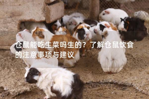 仓鼠能吃生菜吗生的？了解仓鼠饮食的注意事项与建议